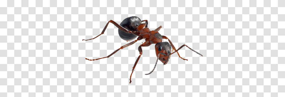 Ant, Insect, Invertebrate, Animal, Spider Transparent Png