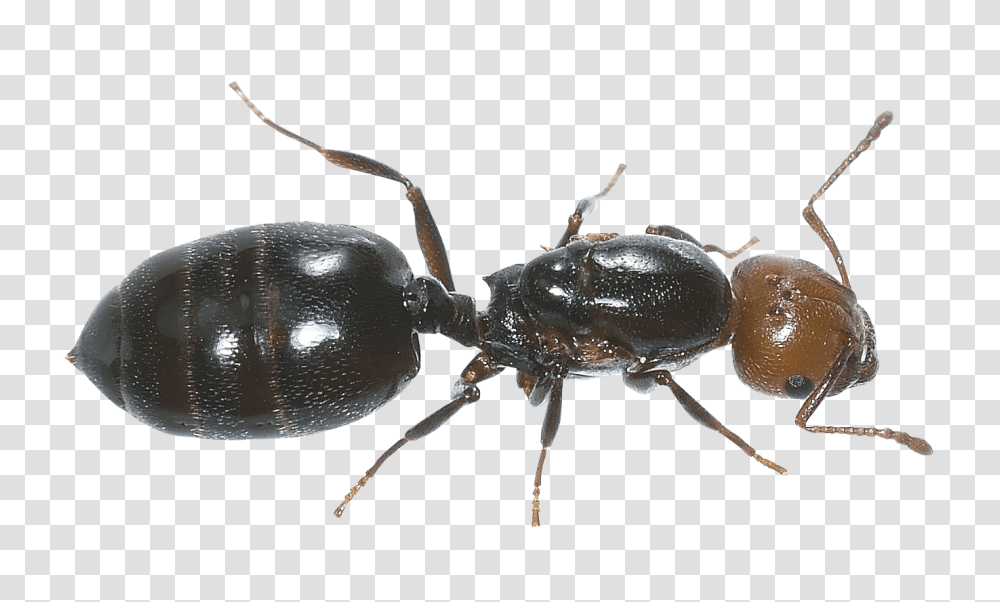Ant, Insect, Invertebrate, Animal, Spider Transparent Png
