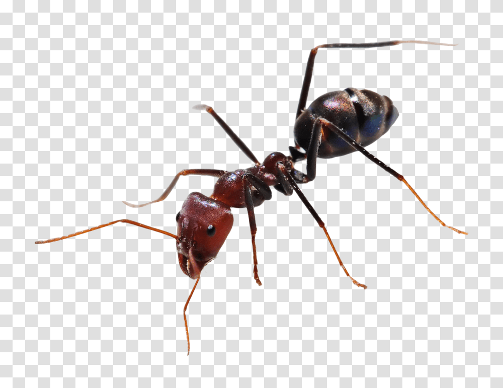 Ant, Insect, Invertebrate, Animal, Spider Transparent Png