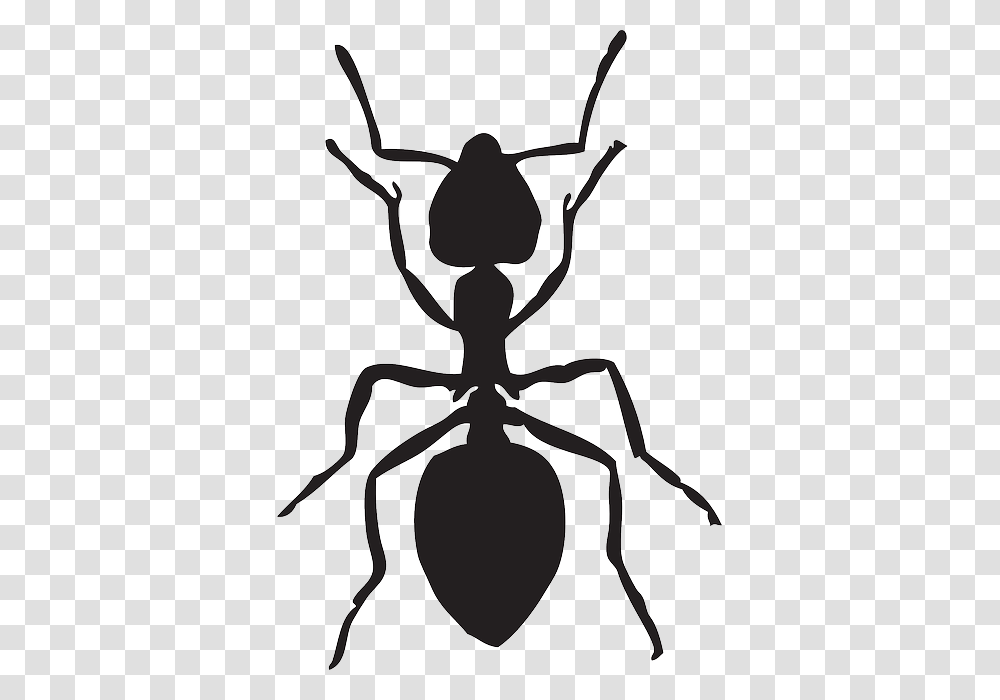 Ant, Insect, Invertebrate, Animal Transparent Png