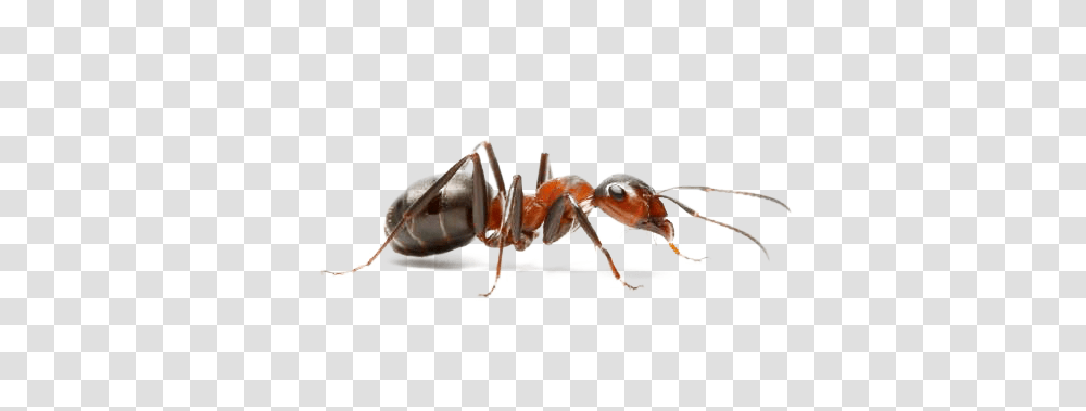 Ant, Insect, Invertebrate, Animal Transparent Png