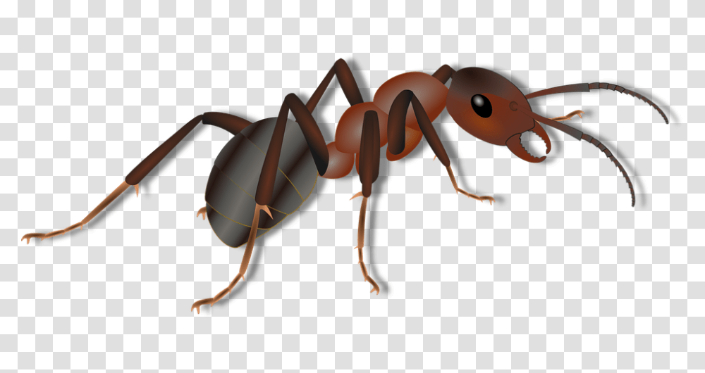 Ant, Insect, Invertebrate, Animal Transparent Png