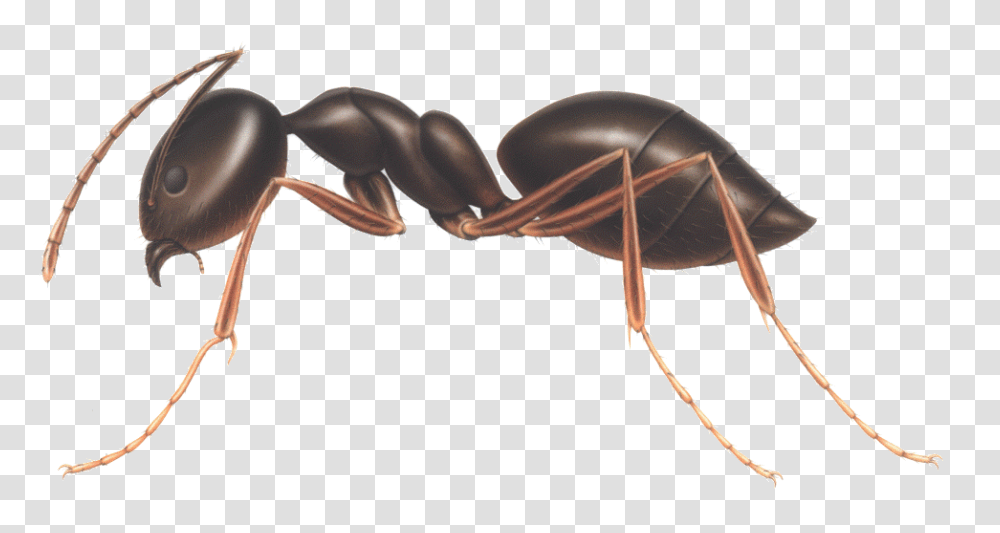 Ant, Insect, Invertebrate, Animal Transparent Png