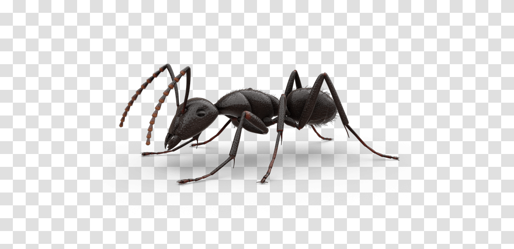 Ant, Insect, Invertebrate, Animal Transparent Png