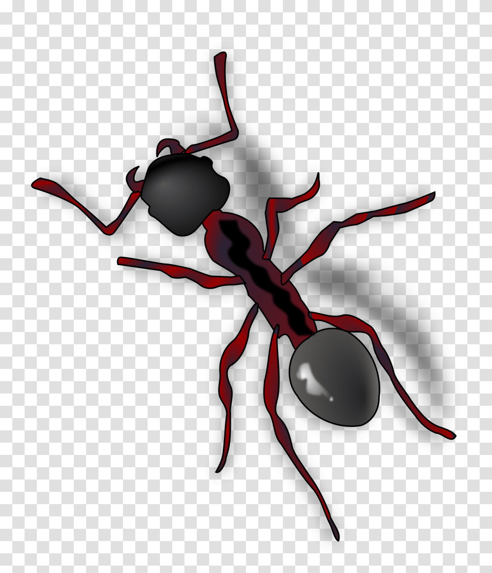 Ant, Insect, Invertebrate, Animal Transparent Png