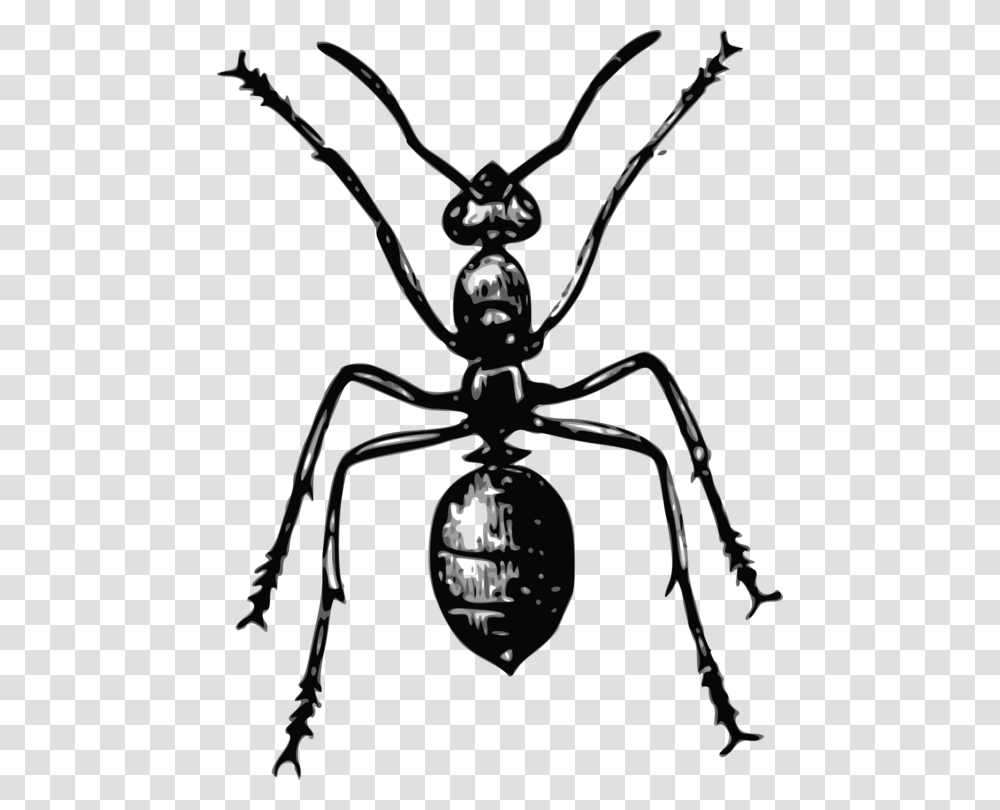 Ant Insect La Vie Des Fourmis Drawing Mosquito, Invertebrate, Animal, Spider, Arachnid Transparent Png