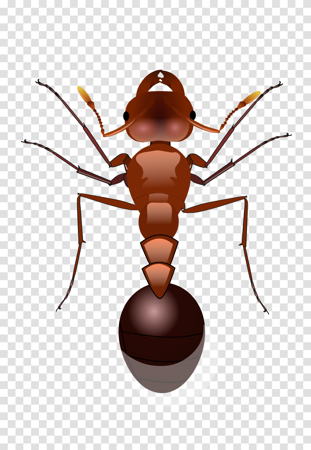 Ant, Insect, Lamp, Invertebrate, Animal Transparent Png