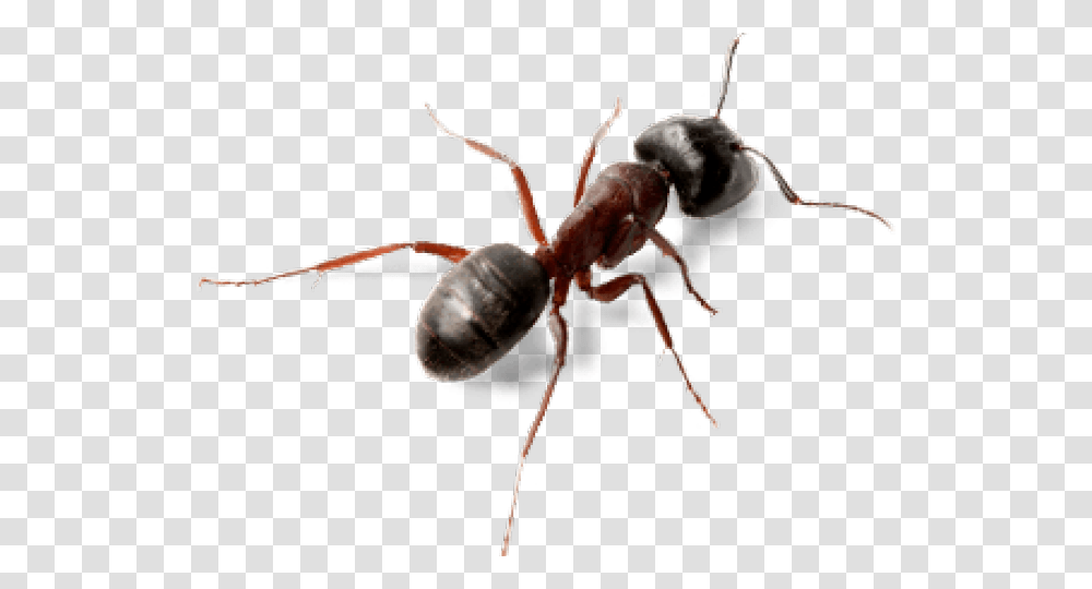 Ant Insect, Spider, Invertebrate, Animal, Arachnid Transparent Png