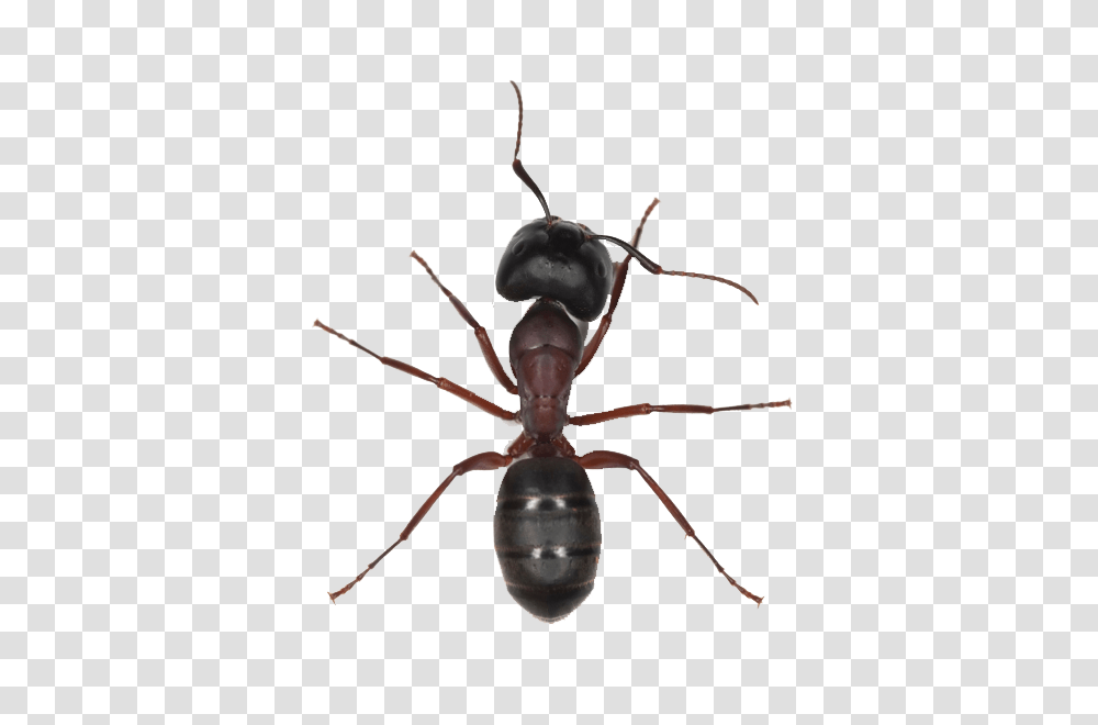 Ant, Insect, Spider, Invertebrate, Animal Transparent Png