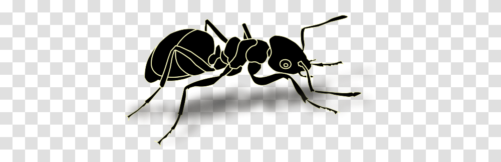 Ant, Insect, Animal Transparent Png