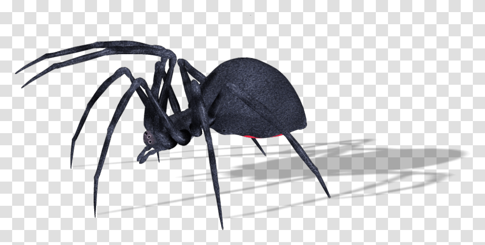 Ant, Invertebrate, Animal, Insect, Spider Transparent Png