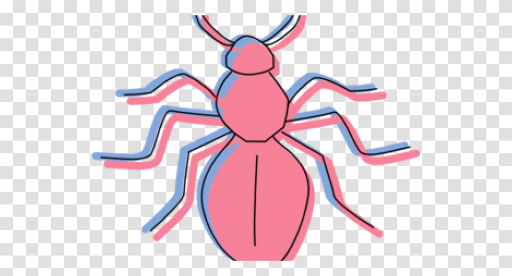 Ant, Invertebrate, Animal, Insect, Spider Transparent Png