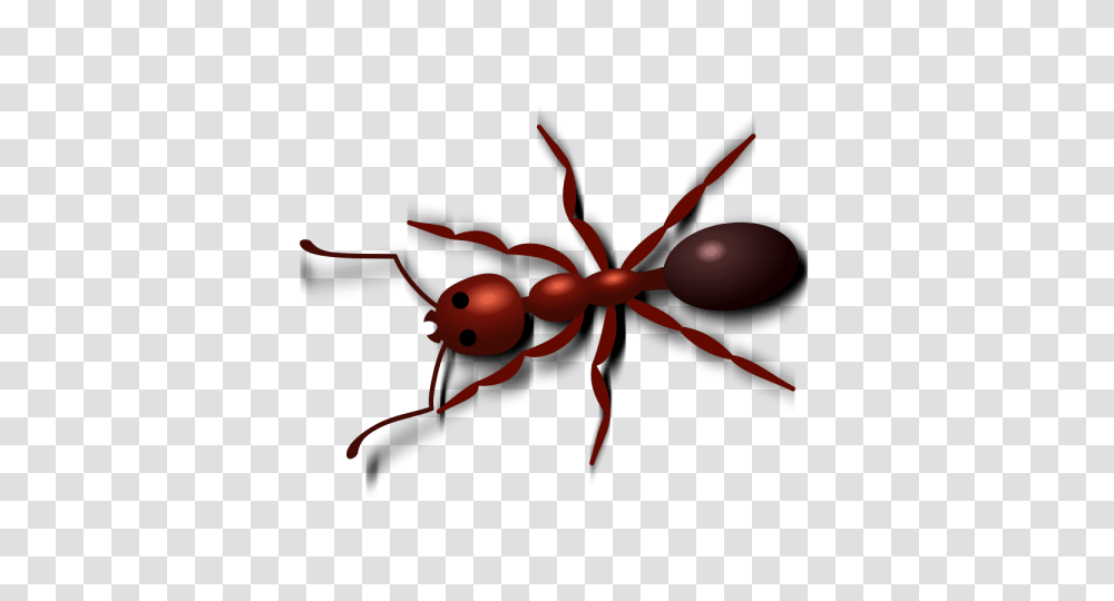 Ant, Invertebrate, Animal, Insect Transparent Png