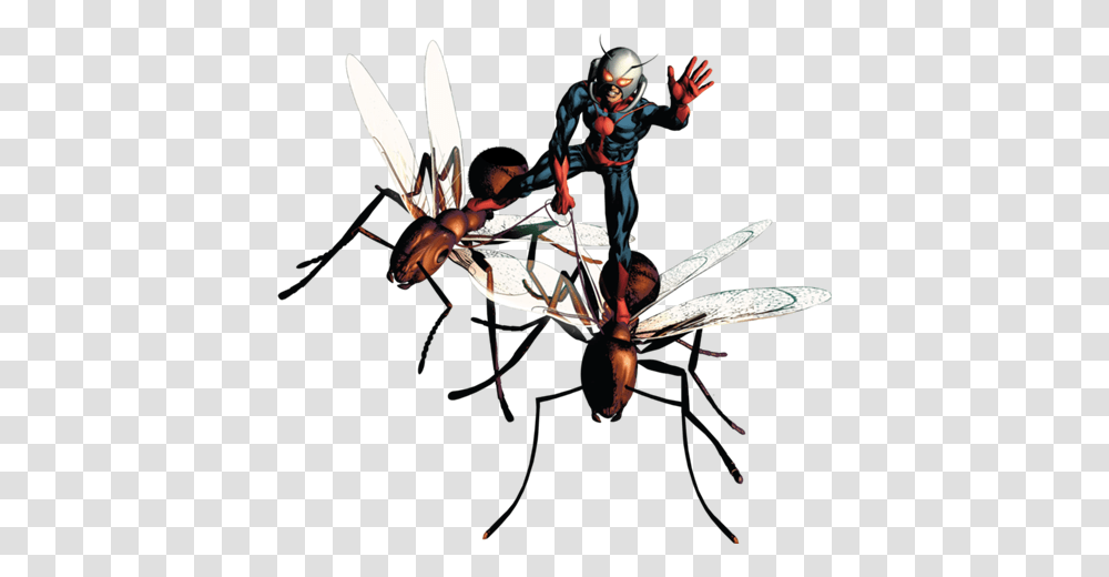 Ant Man Picture, Wasp, Bee, Insect, Invertebrate Transparent Png