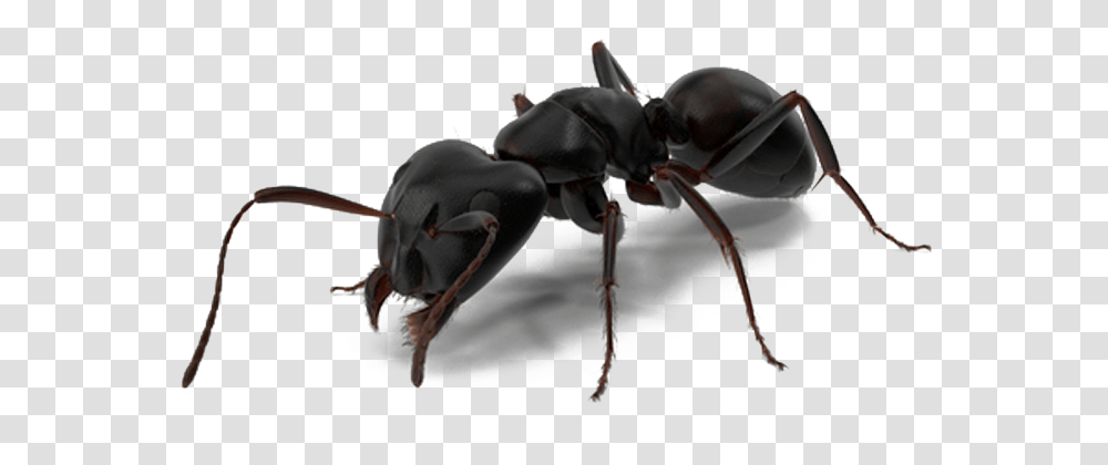 Ant Man Spider Man Black Ant, Insect, Invertebrate, Animal, Bird Transparent Png