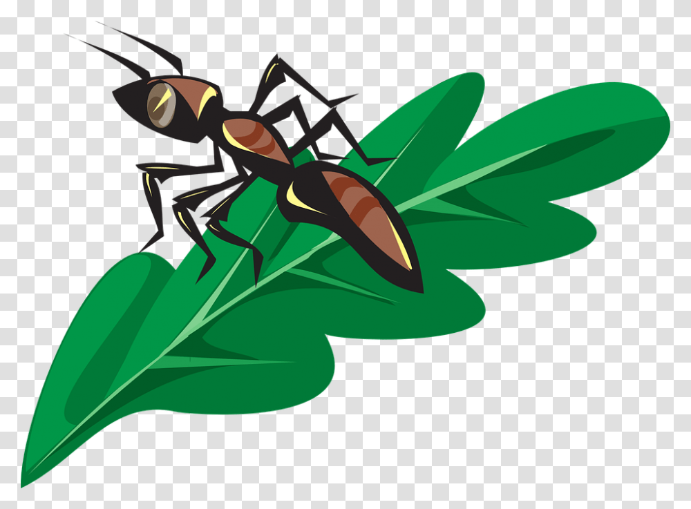 Ant On A Leaf, Insect, Invertebrate, Animal, Plant Transparent Png
