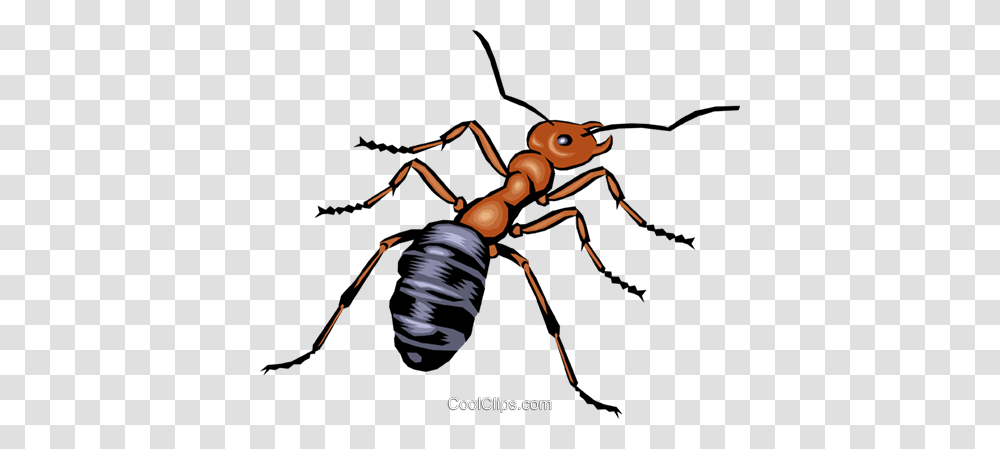 Ant Royalty Free Vector Clip Art Illustration, Insect, Invertebrate, Animal, Spider Transparent Png