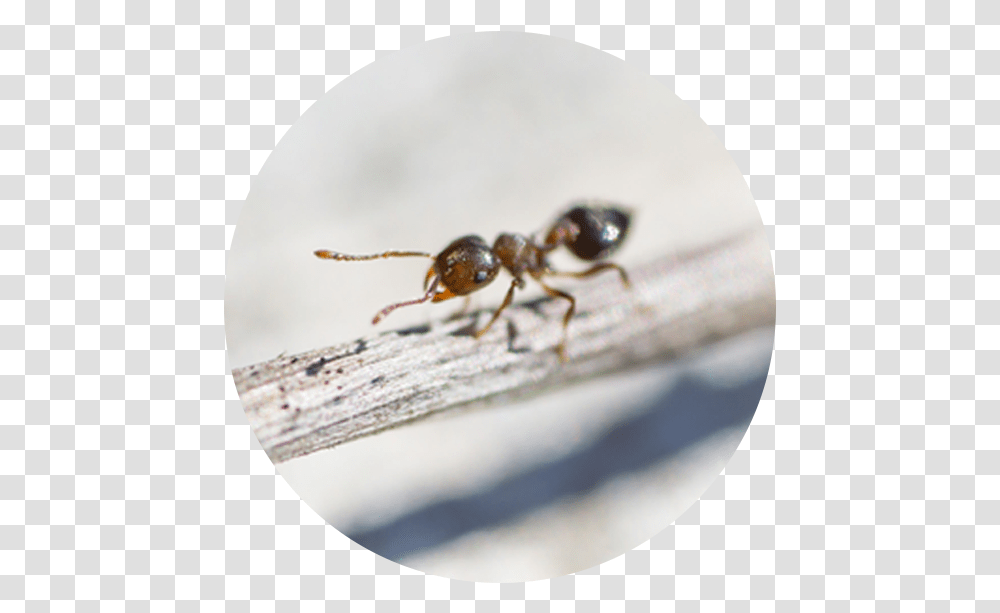 Ant Species Macro Photography, Insect, Invertebrate, Animal, Spider Transparent Png