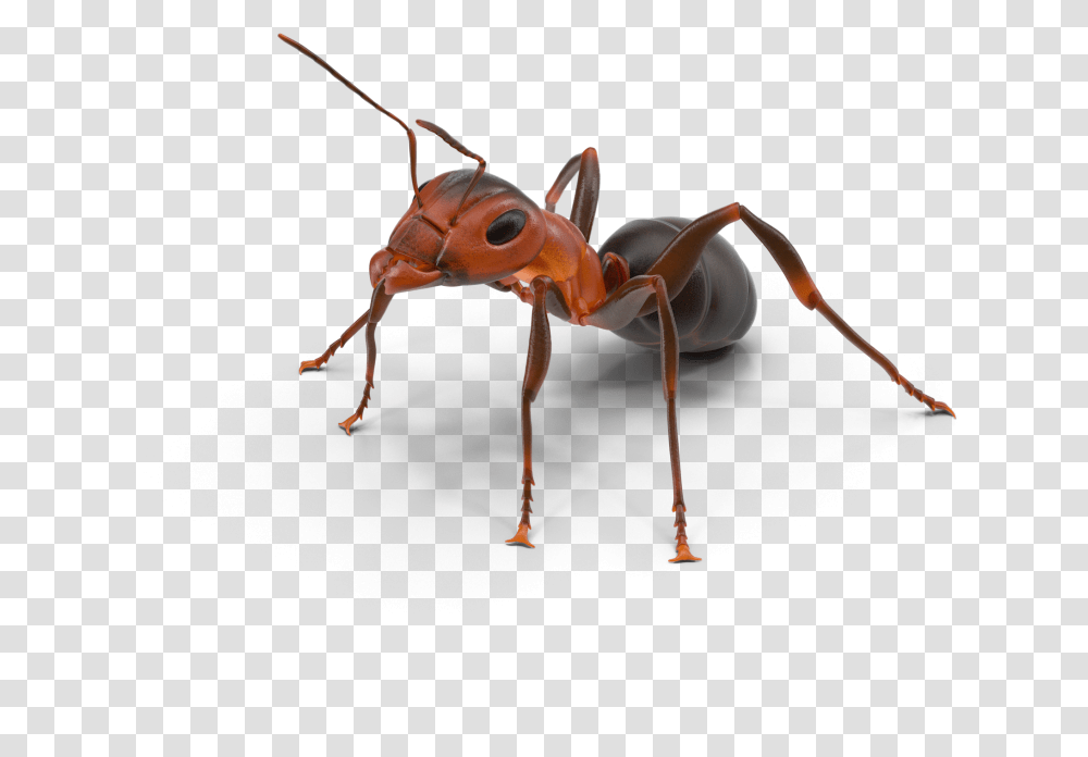 Ant Texas Insect Ants Download 20482048 Free Fire Ant, Invertebrate, Animal Transparent Png