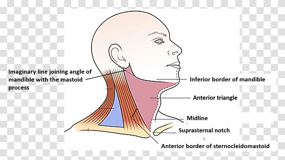 Ant Triangle Of Neck, Throat, Head, Shoulder Transparent Png
