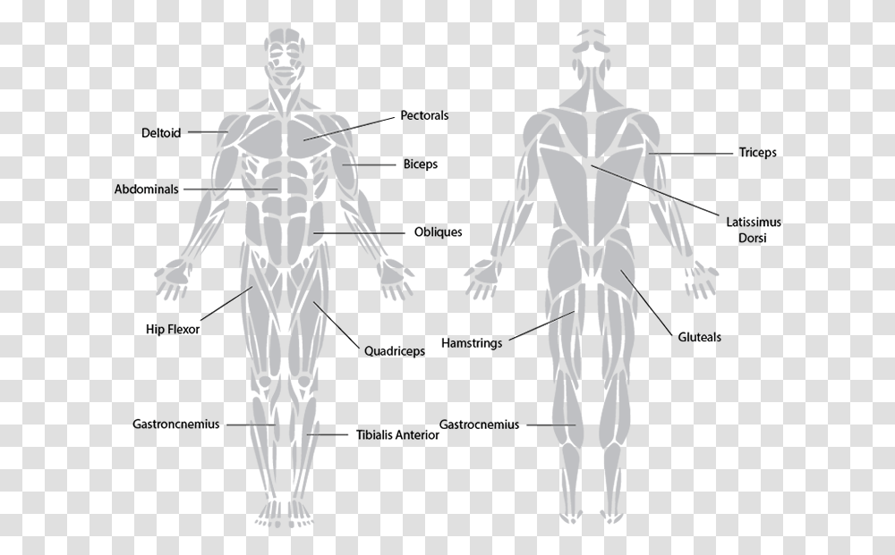 Antagonistic Muscle Action Muscular System Black And White, Person, Human, Alien, Torso Transparent Png