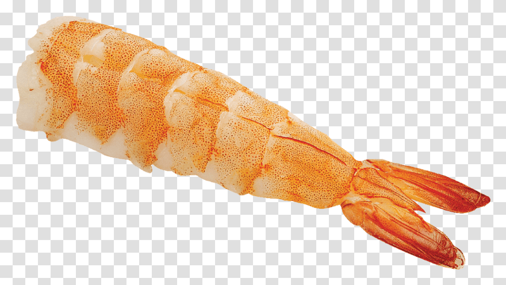 Antarctic Krill, Seafood, Shrimp, Sea Life, Animal Transparent Png