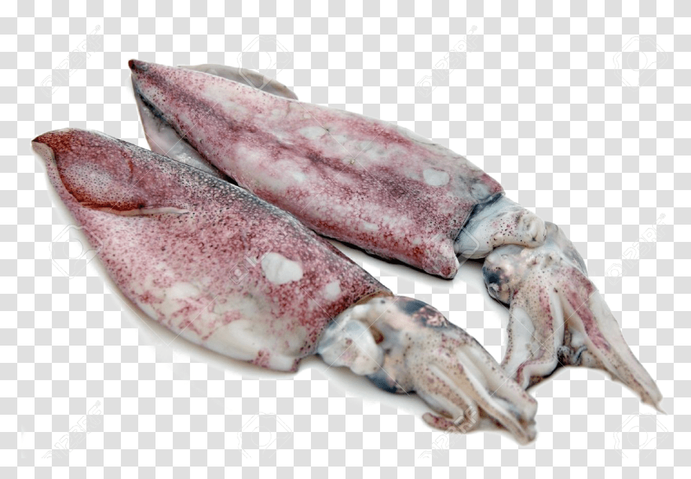 Antarctic Squid Free Download, Food, Seafood, Sea Life, Animal Transparent Png