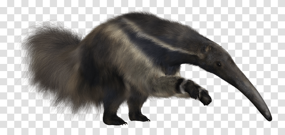 Anteater, Wildlife, Animal, Mammal, Bear Transparent Png