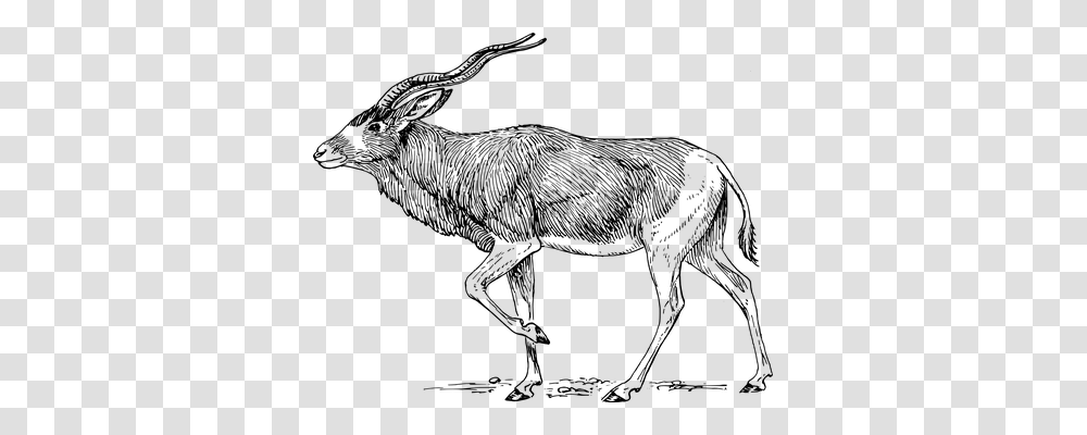 Antelope Animals, Gray, World Of Warcraft Transparent Png