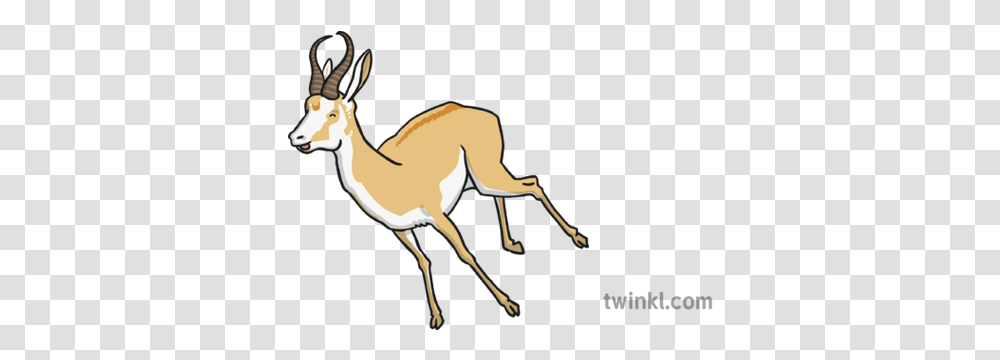 Antelope 4 Illustration Twinkl Animal Figure, Wildlife, Mammal, Impala, Gazelle Transparent Png
