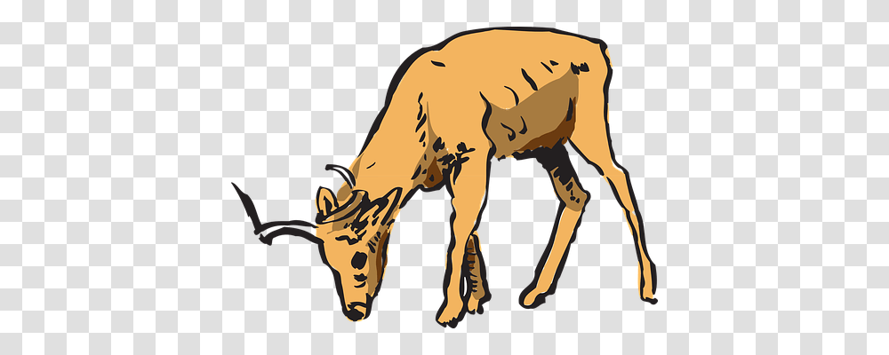 Antelope Nature, Animal, Mammal, Cattle Transparent Png