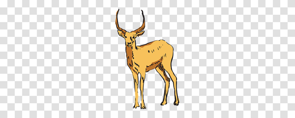 Antelope Nature, Wildlife, Animal, Mammal Transparent Png