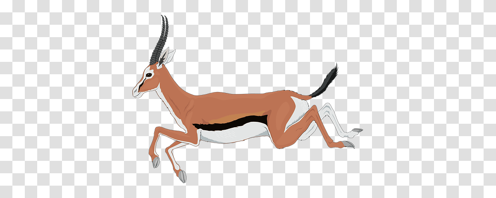 Antelope Animals, Wildlife, Mammal, Gazelle Transparent Png