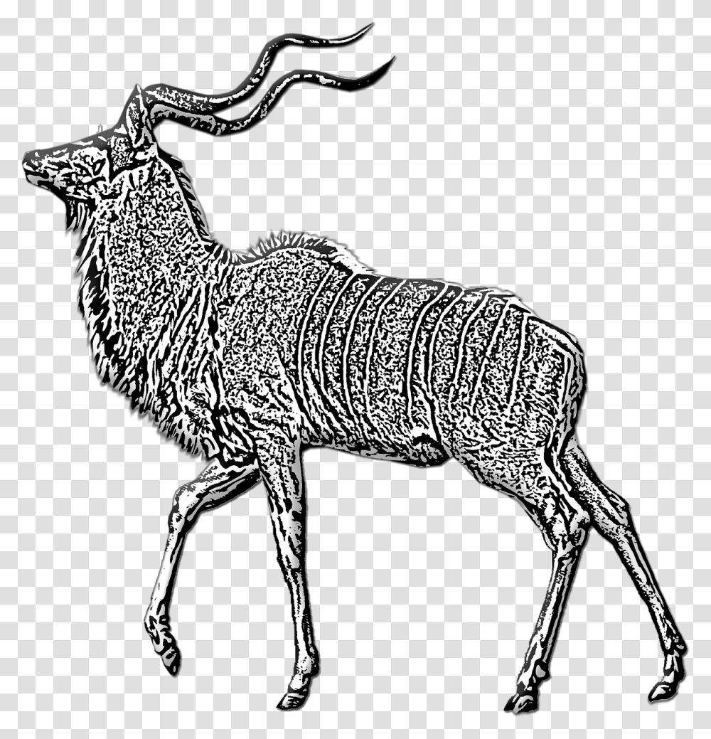 Antelope Buck Kudu Free Photo Antelope, Wildlife, Mammal, Animal, Deer Transparent Png