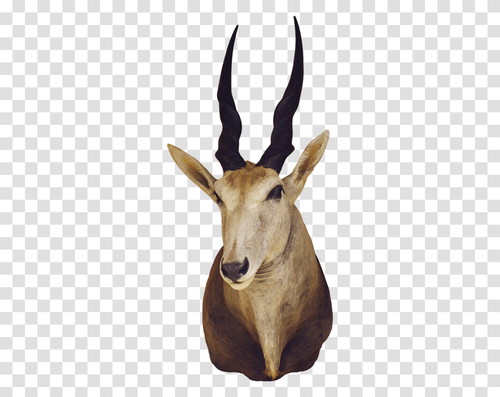 Antelope Shoulder Mount Common Eland, Wildlife, Mammal, Animal, Impala Transparent Png