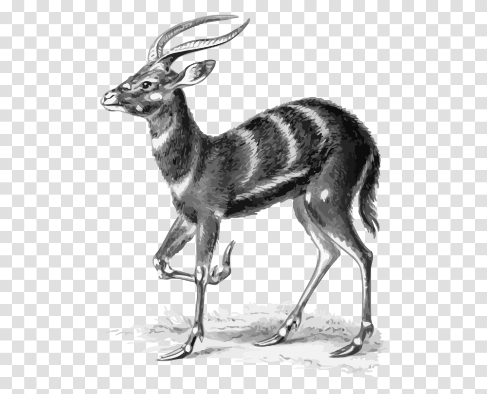 Antelopespringbokmusk Deer Ernst Haeckel Animals, Bird, Mammal, Wildlife, Gazelle Transparent Png
