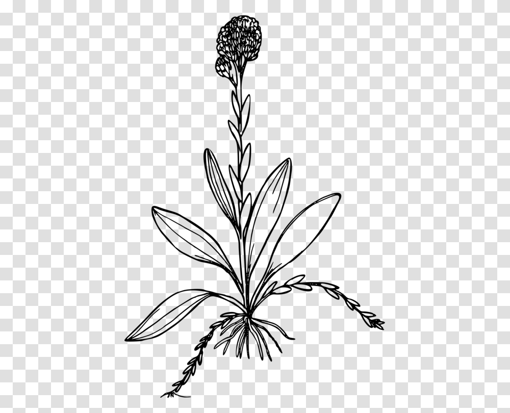 Antennaria Corymbosa Computer Icons Drawing Plants Black And White, Gray, World Of Warcraft Transparent Png