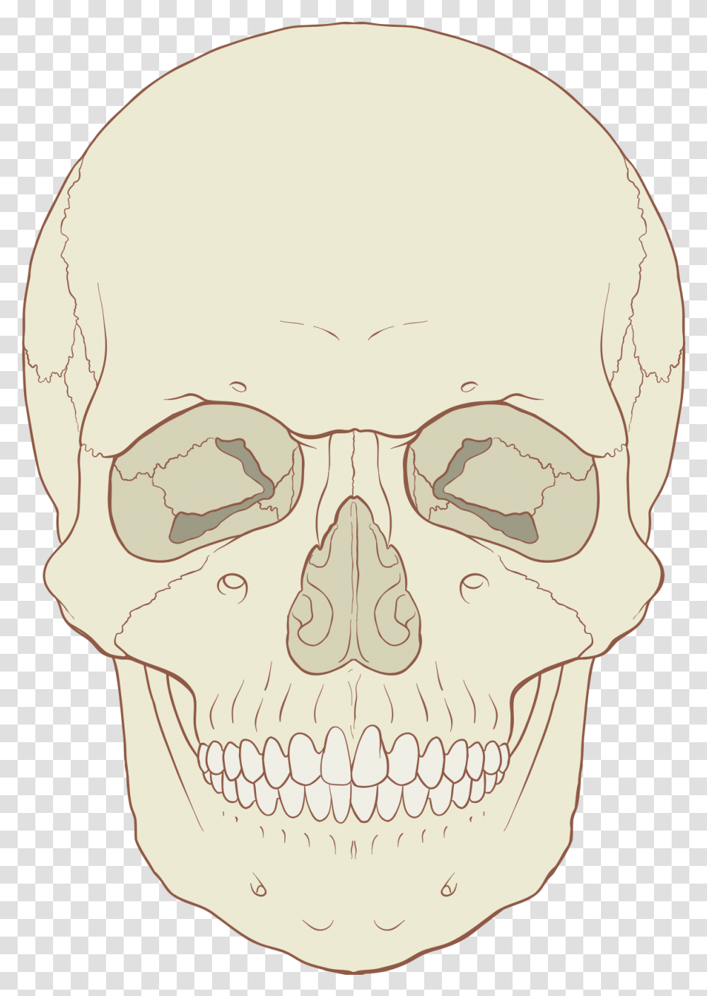 Anterior Of Human Skull, Head, Jaw, Drawing Transparent Png