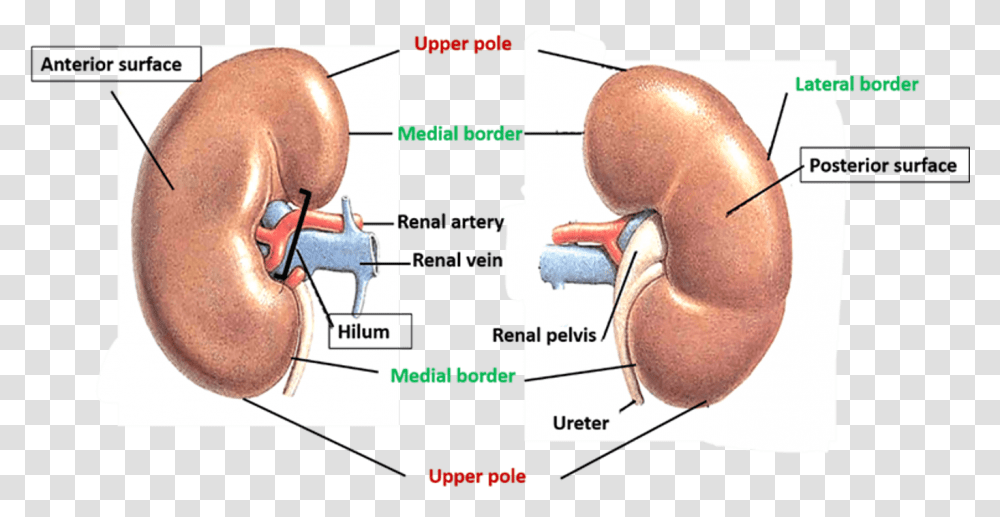 Anterior Surface Of Kidney Gross Features Of Kidney, Cushion, Pillow, Diagram, Person Transparent Png