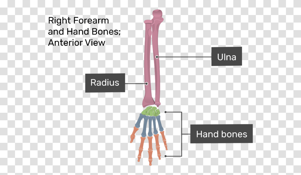 Anterior View Of Right Forearm And Hand Bones Bones Of Hands, Plant, Broom, Root, Toy Transparent Png