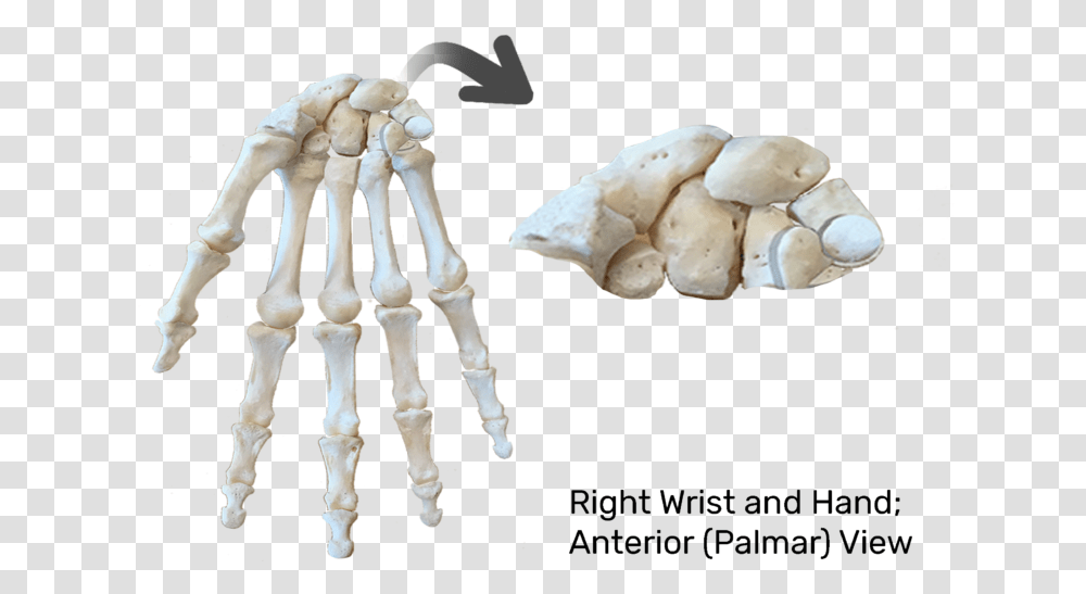 Anterior View Of Skeleton Carpels Bone Transparent Png