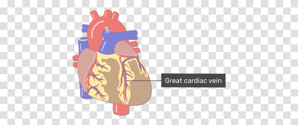 Anterior View Of The Great Cardiac Vein Of The Heart Coronary Artery, Outdoors, Bag, Nature Transparent Png