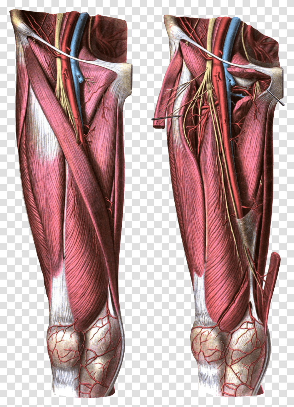 Anterior View Of The Thigh Femoral Artery, Apparel, Tie, Accessories Transparent Png