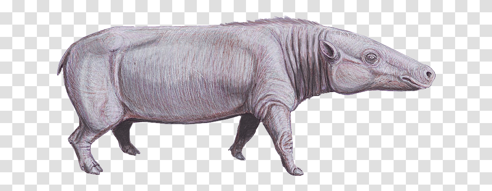 Anthracotherium Cropped Anthracotherium Magnum, Animal, Mammal, Pig, Hog Transparent Png
