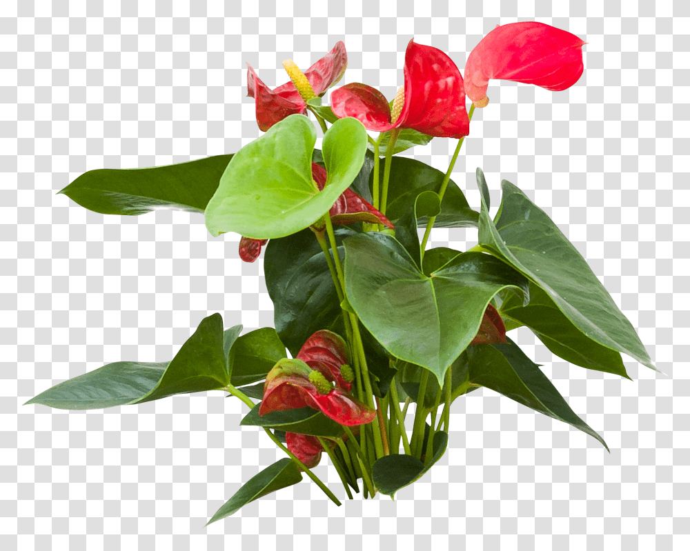 Anthurium, Flower, Plant, Blossom, Araceae Transparent Png