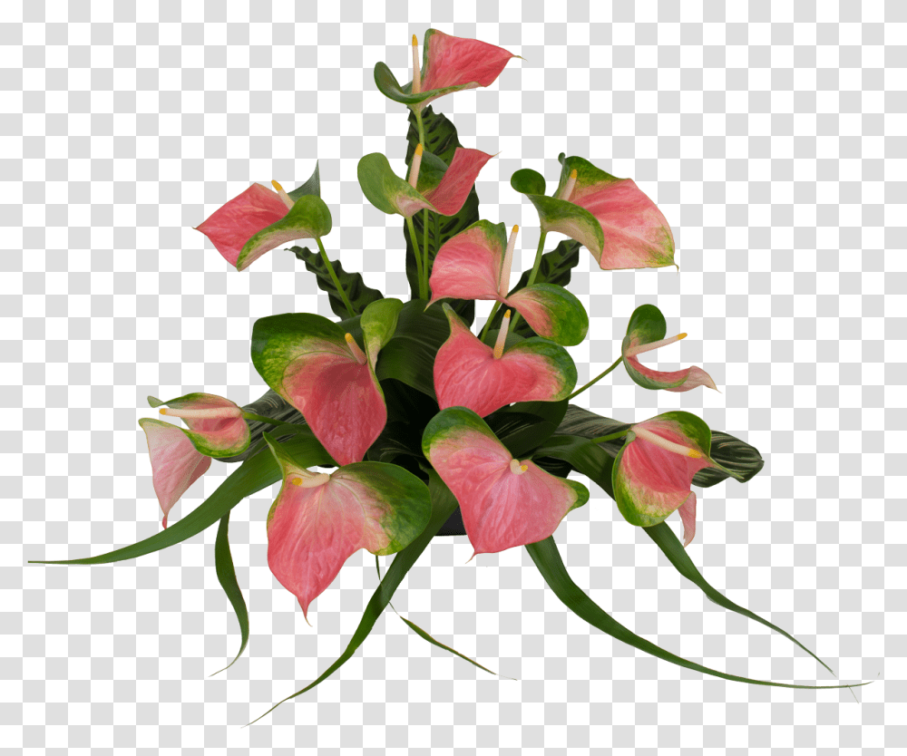 Anthurium Flower Real Pink Clipart Full Size Clipart Anthuriums Flower, Plant, Blossom, Flower Arrangement, Photography Transparent Png