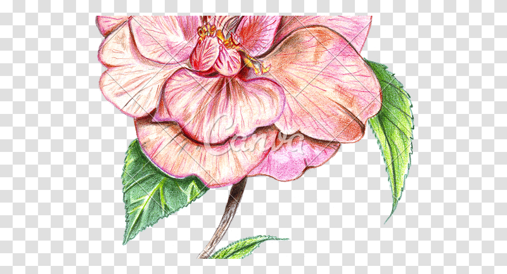 Anthurium Image Colored Drawn Flowers, Plant, Hibiscus, Blossom, Geranium Transparent Png