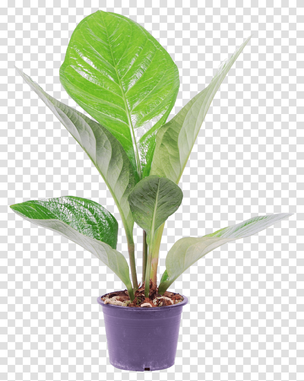 Anthurium Jenmanii 'lovely Green' Anthurium Plant, Leaf, Tree, Palm Tree, Arecaceae Transparent Png