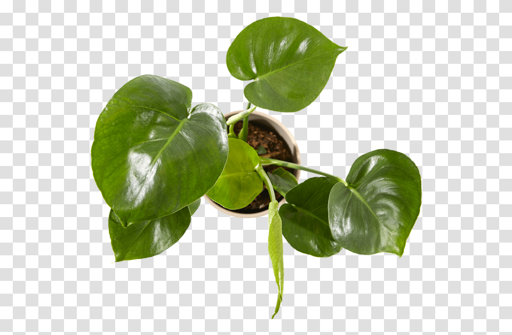 Anthurium, Leaf, Plant, Flower, Blossom Transparent Png