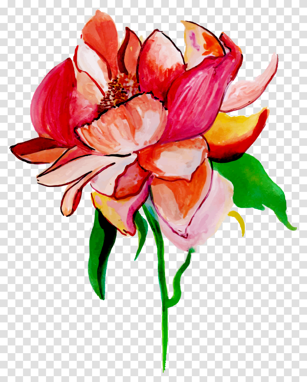 Anthurium, Plant, Rose, Flower, Blossom Transparent Png